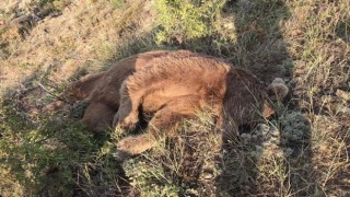 Gümüşhane’de aracın çarptığı boz ayı öldü