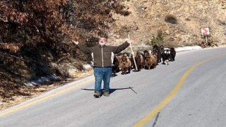 Jandarma kaybolan keçileri dronla buldu