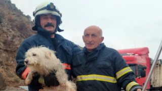 Harşit çayına düşen köpek kurtarıldı