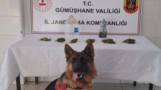 Jandarma’dan Şiran’da uyuşturucu operasyonu