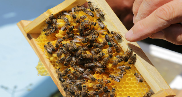 Gümüşhane Kafkas ana arı üretim üssü olma yolunda ilerliyor
